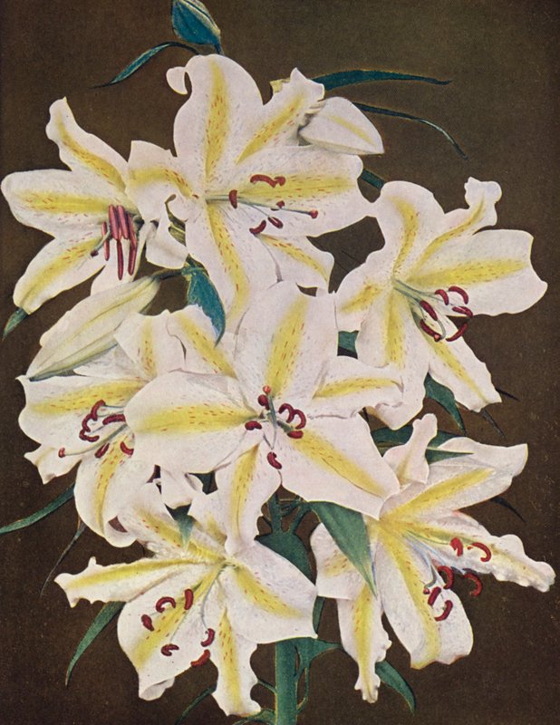 Lilies: Lilium Auratum Platyphyllum by American Photographer
