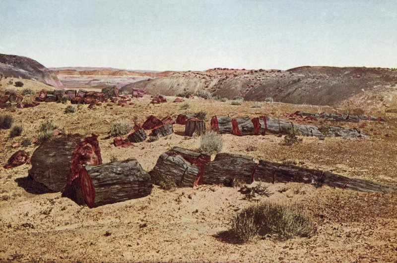 Petrified Forest, Arizona by American Photographer
