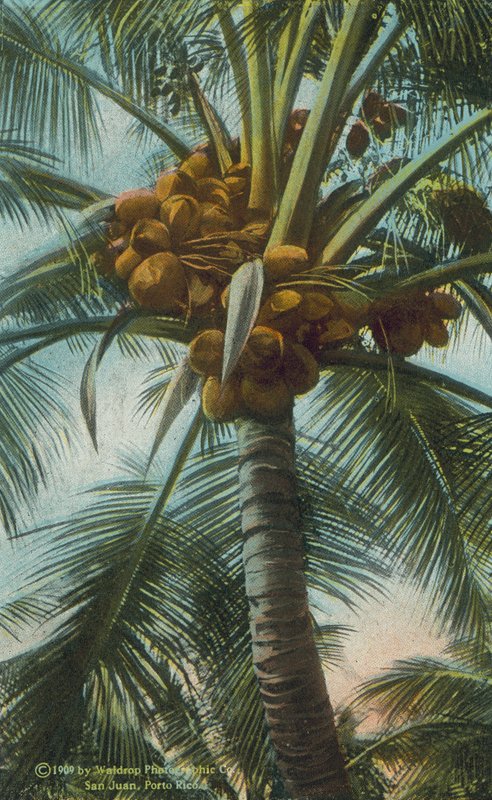 Puerto Rico: Coconuts Growing by American Photographer