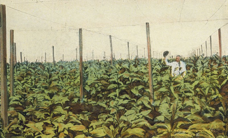 Puerto Rico: Growing Tobacco under Canvas in Puerto Rico by American Photographer
