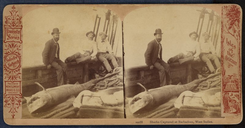 Sharks Captured at Barbados, West Indies by American Photographer