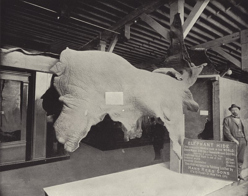 The Elephant Hide by American Photographer