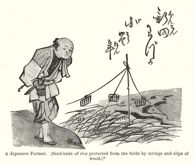A Japanese Farmer, Seed-beds of rice protected from the birds by strings and slips of wood by American School