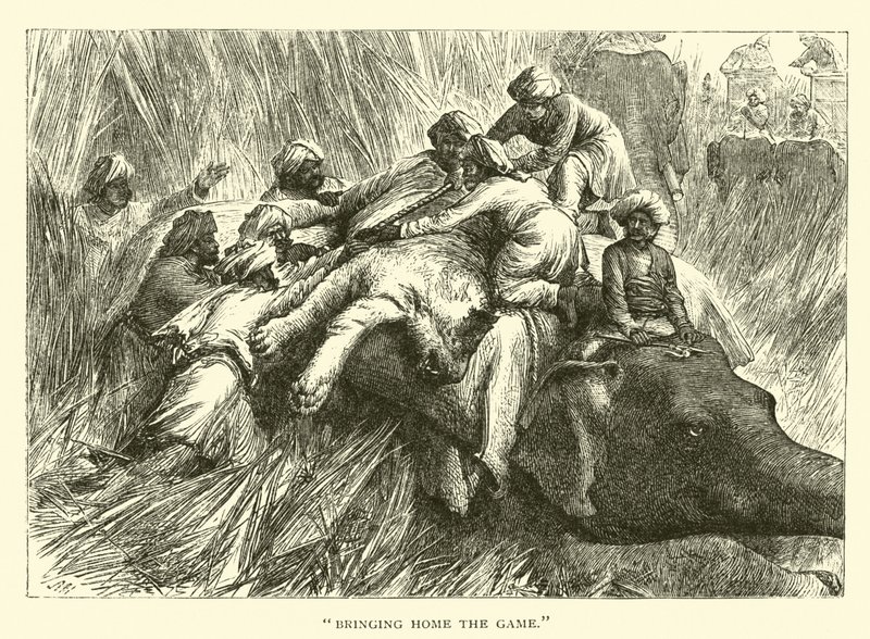 Bringing Home the Game by American School