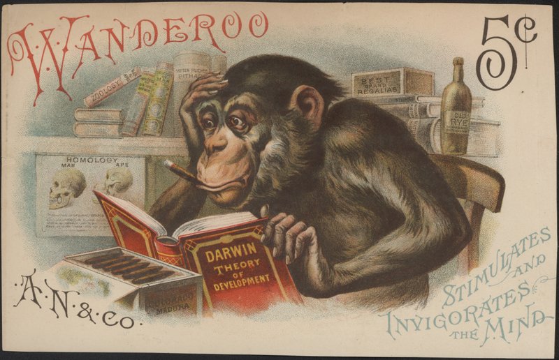 Charles Darwin, Theory of Development (Evolution) by American School