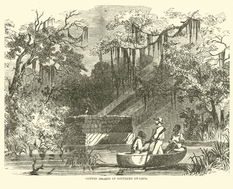 Cotton hoards in Southern Swamps, July 1862 by American School