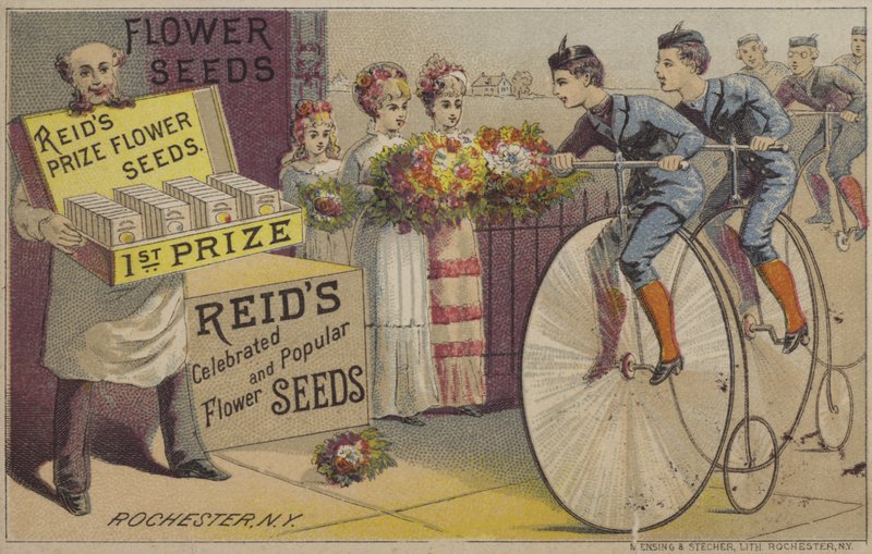 Flower seeds by American School
