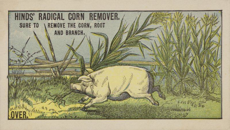 Hog Pulling Over Corn by American School