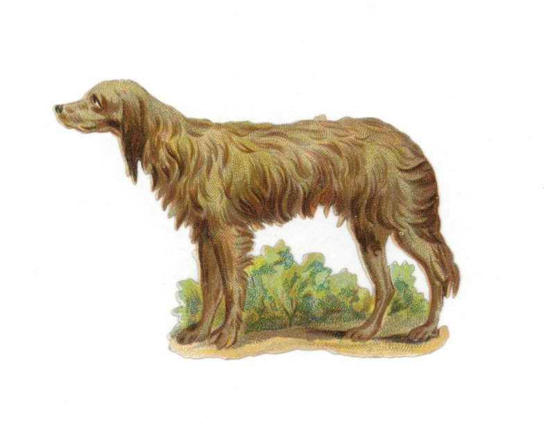 Irish Wolfhound Dog by American School