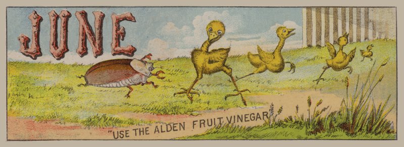 June by American School