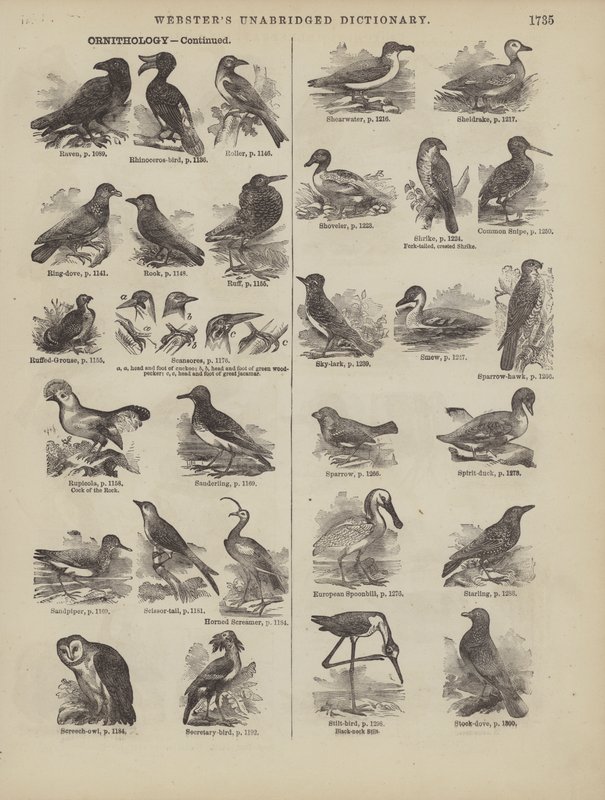 Page from Webster