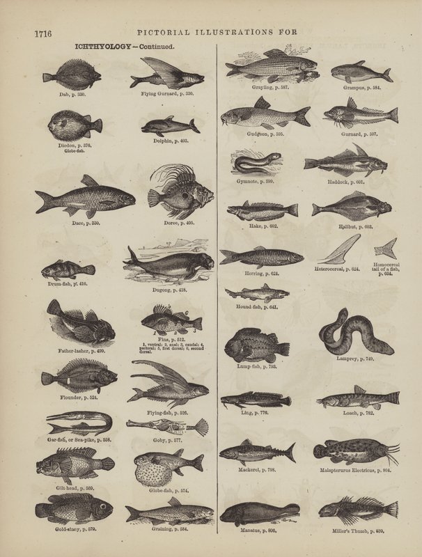 Page from Webster