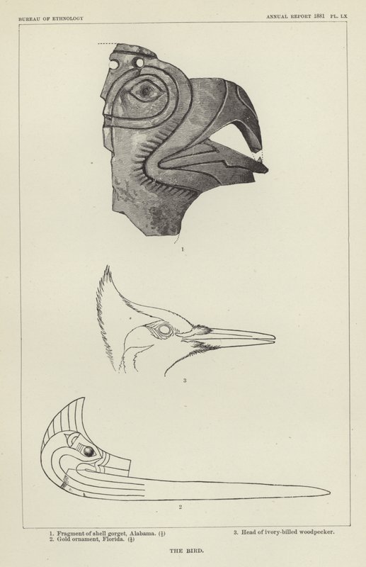The Bird by American School