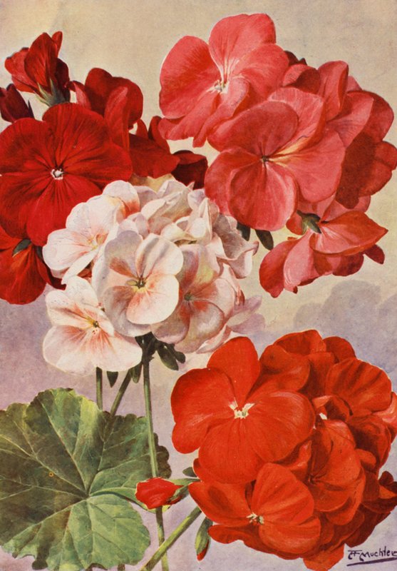 Beautiful Modern Geraniums, Zonal Pelargoniums by Angelo Fairfax Muckley