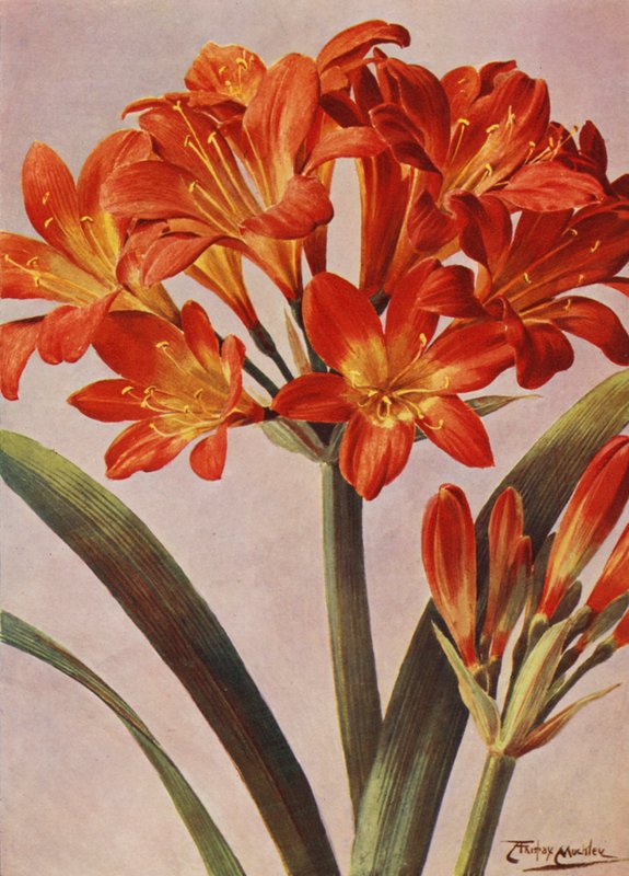 Clivia Miniata, long known as Imantophyllum Miniatum by Angelo Fairfax Muckley