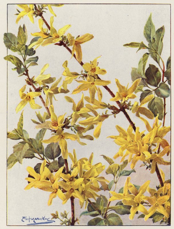 Forsythia Suspensa, a Fine Early Spring Shrub by Angelo Fairfax Muckley