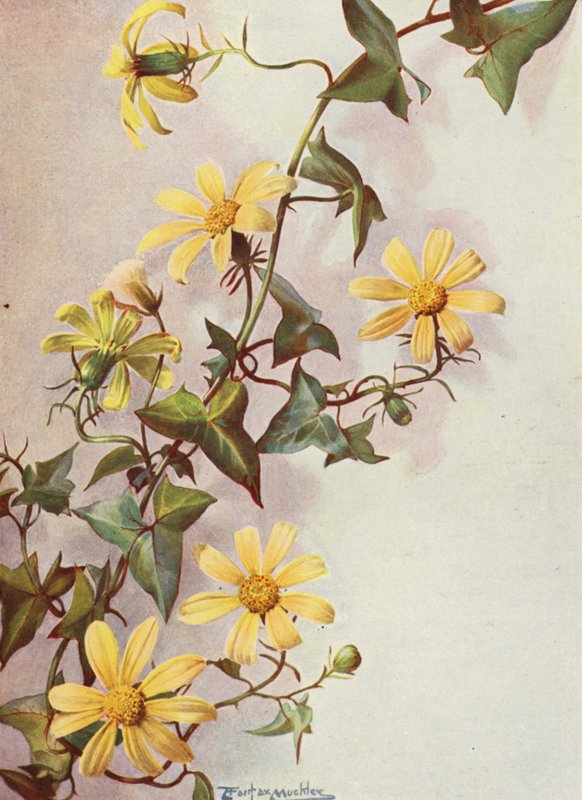 The Yellow Cape Ivy, Senecio Macroglossus by Angelo Fairfax Muckley