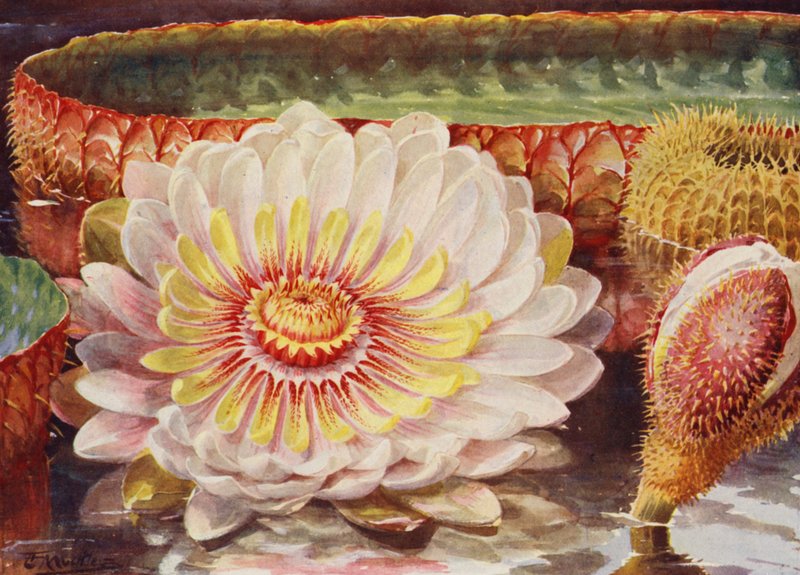Victoria Regia, the Noblest of All Aquatic Plants by Angelo Fairfax Muckley