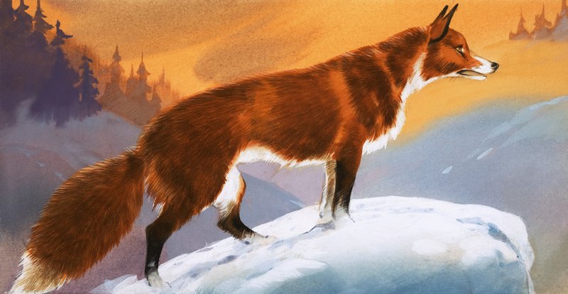 Fox in the Snow by Angus McBride