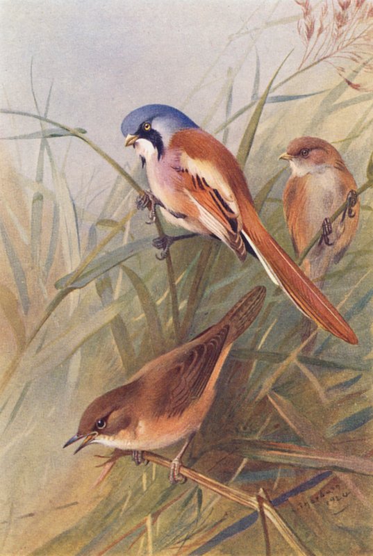 Bearded Titmouse (Male and Female), Savi