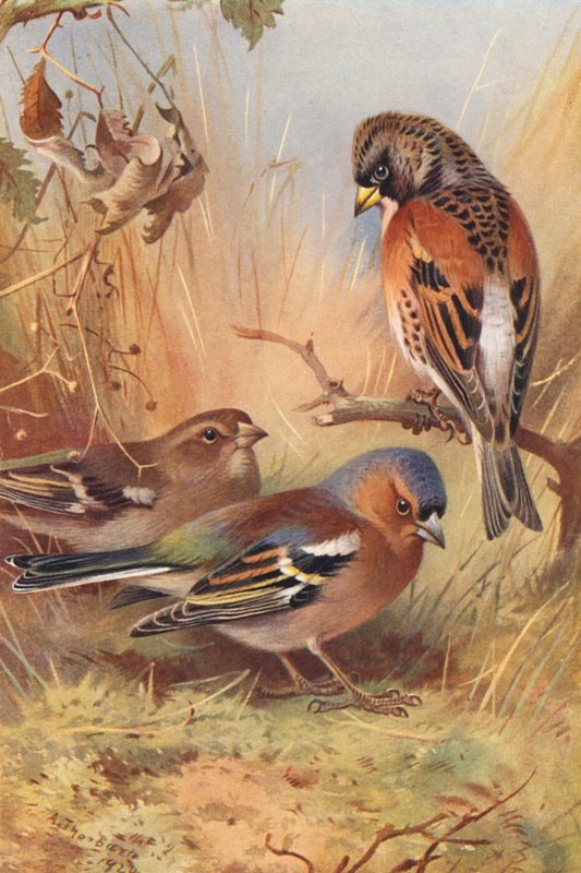 Brambling, Chaffinch (Male and Female) by Archibald Thorburn