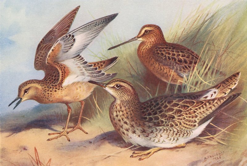 Buff-Breasted Sandpiper, Red-Breasted Snipe, Bartram