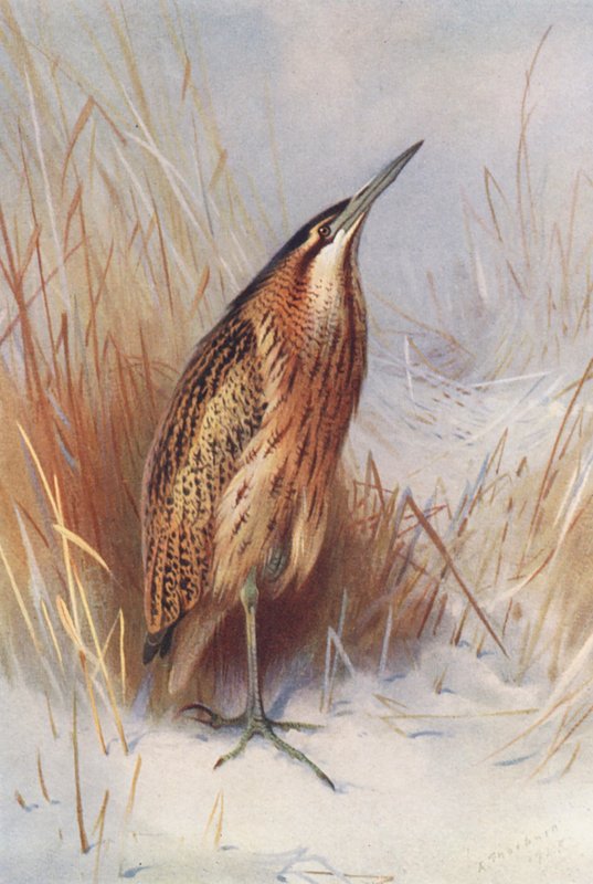 Common Bittern by Archibald Thorburn