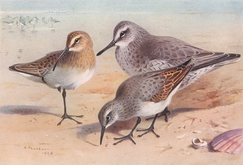 Curlew-Sandpiper (immature, autumn), Knot (winter), Dunlin (winter) by Archibald Thorburn