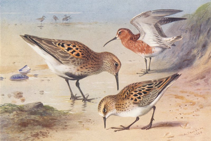 Dunlin (Summer), Curlew-Sandpiper (Summer), Little Stint (Summer) by Archibald Thorburn