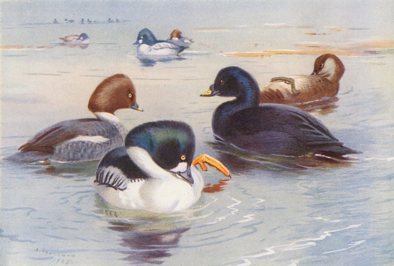 Golden-Eye (male and female), Common Scoter (male and female) by Archibald Thorburn