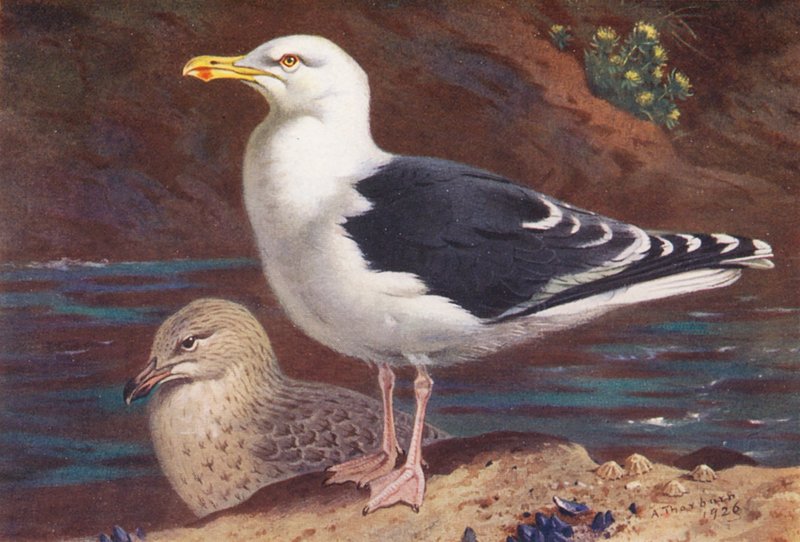 Great Black-Backed Gull (adult and young) by Archibald Thorburn