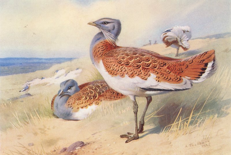Great Bustard (male and female) by Archibald Thorburn