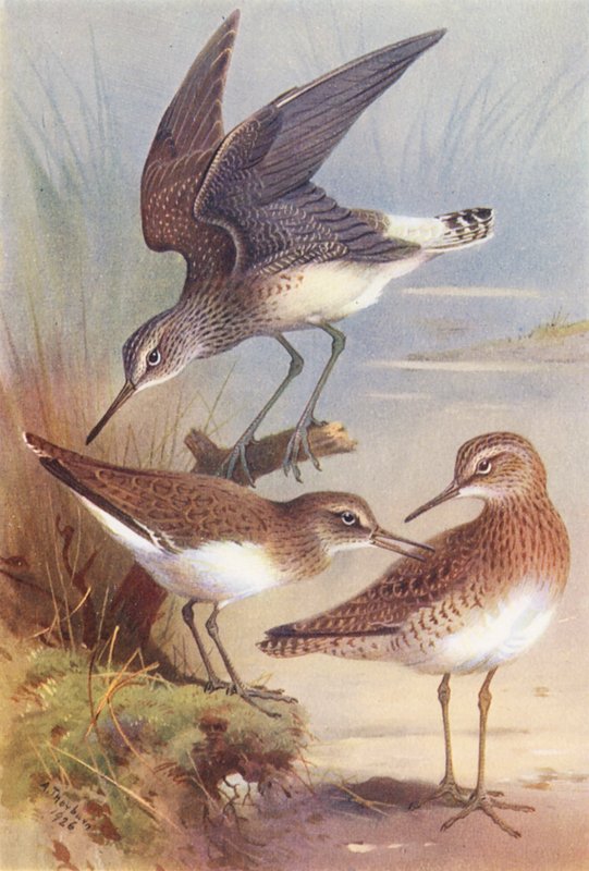 Green Sandpiper, Common Sandpiper, Wood-Sandpiper by Archibald Thorburn