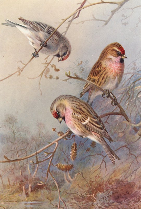 Greenland Redpoll, Lesser Redpoll, Mealy Redpoll by Archibald Thorburn