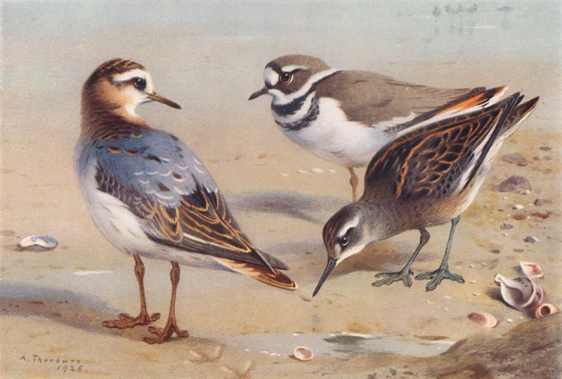 Grey Phalarope (autumn), Killdeer Plover, Red-Necked Phalarope (immature) by Archibald Thorburn