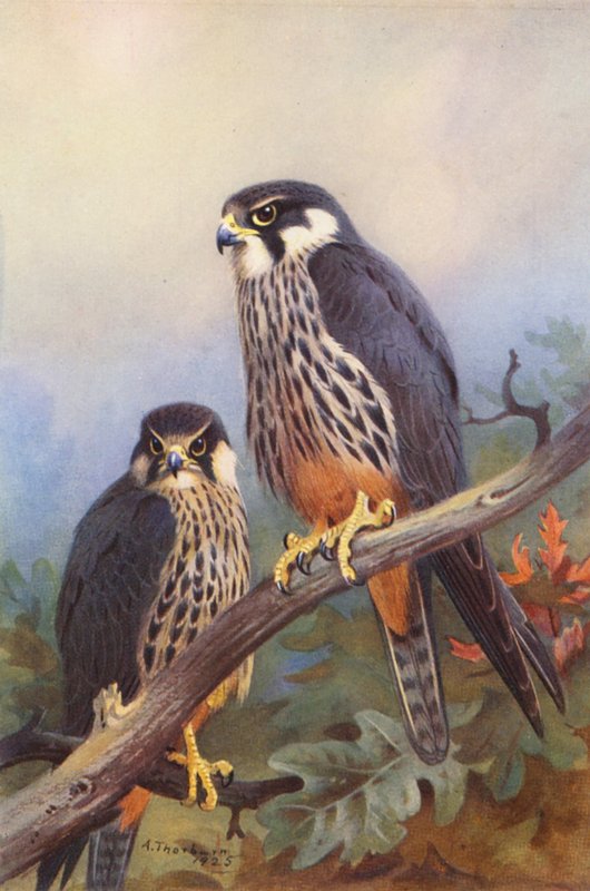 Hobby (male and female) by Archibald Thorburn