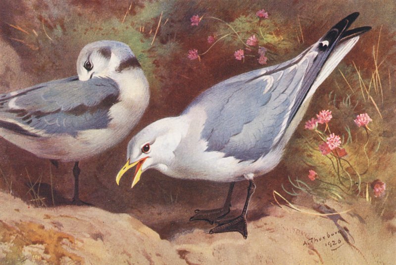 Kittiwake Gull (adult and young) by Archibald Thorburn