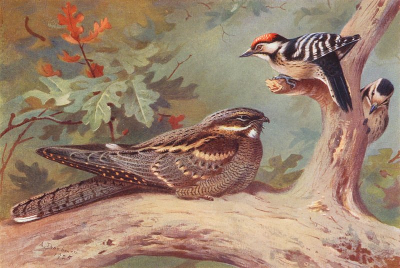 Nightjar, Lesser Spotted Woodpecker (Male and Female) by Archibald Thorburn