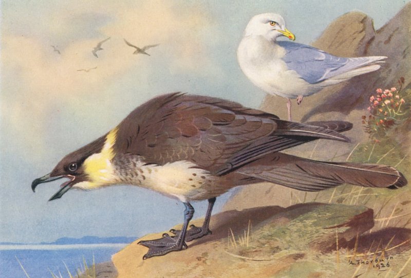Pomatorhine Skua, Iceland Gull by Archibald Thorburn