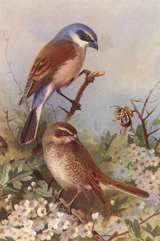 Red-Backed Shrike (male and female) by Archibald Thorburn