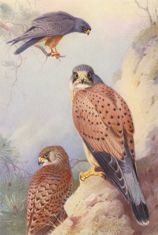 Red-Footed Falcon, Kestrel (male and female) by Archibald Thorburn