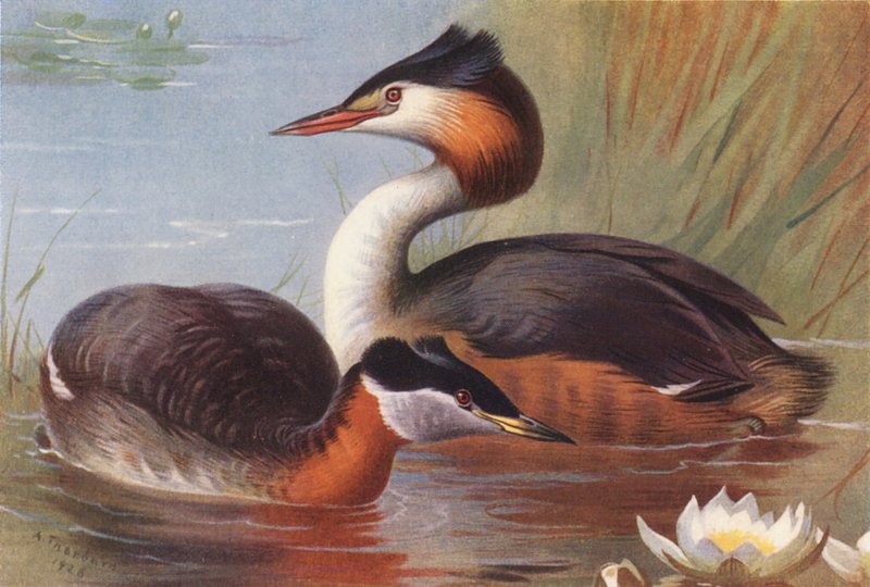 Red-Necked Grebe, Great Crested Grebe by Archibald Thorburn