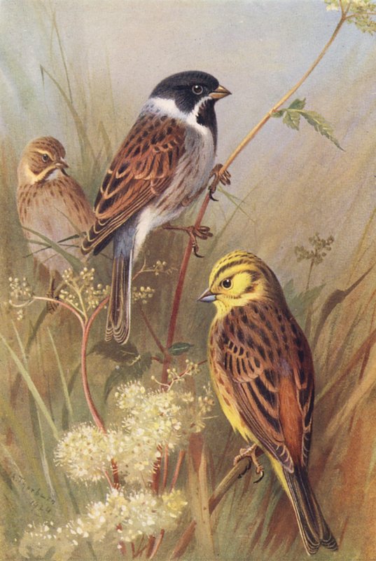 Reed-Bunting (male and female), Yellow Bunting or Yellow Hammer by Archibald Thorburn