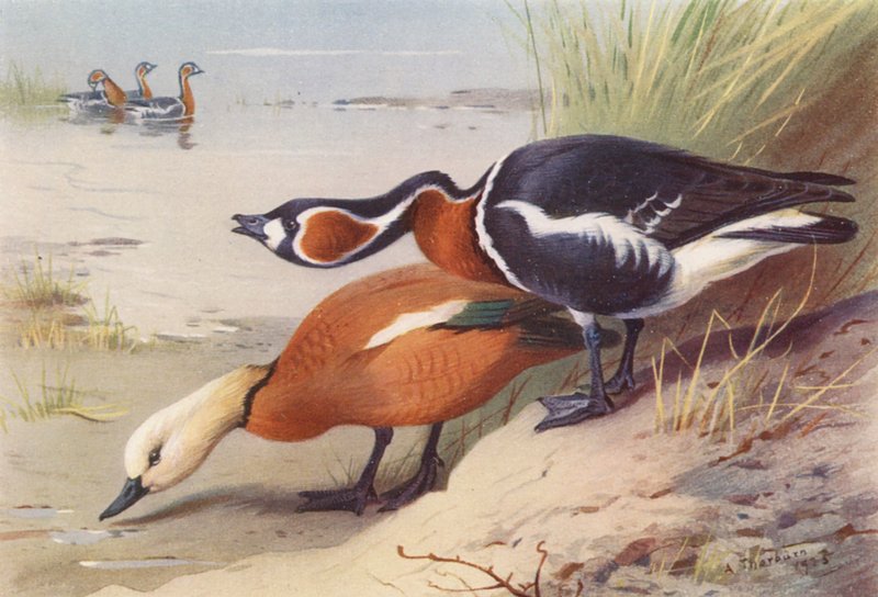 Ruddy Sheld-Duck, Red-Breasted Goose by Archibald Thorburn