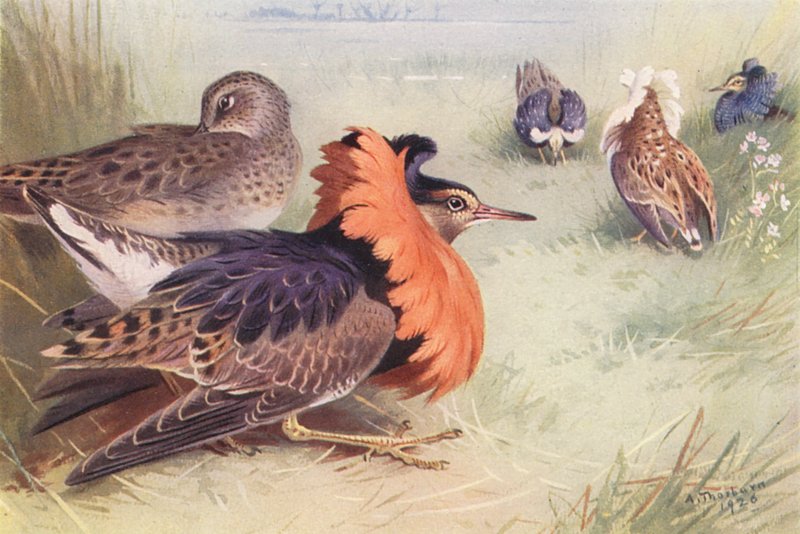 Ruff (four types of male, and female) by Archibald Thorburn
