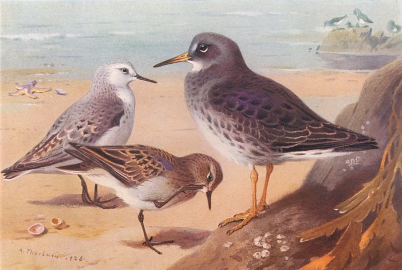 Sanderling (winter), Temminck