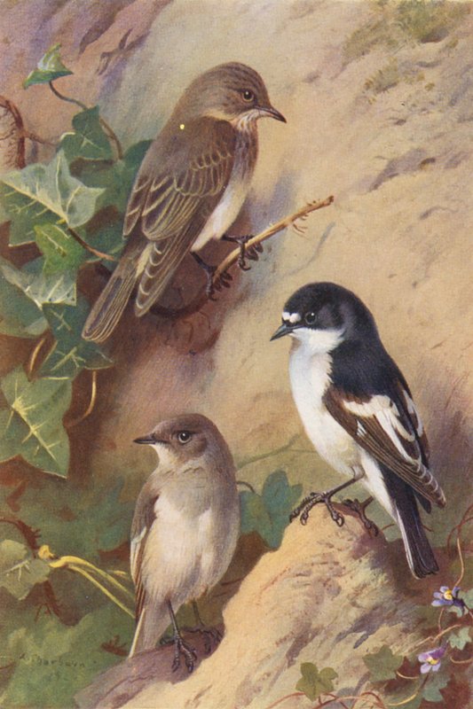 Spotted Flycatcher, Pied Flycatcher (male and female) by Archibald Thorburn