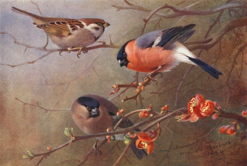 Tree-Sparrow, Bullfinch (male and female) by Archibald Thorburn