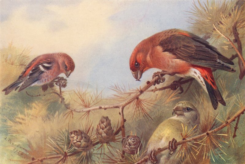 Two-Barred Crossbill, Crossbill (male and female) by Archibald Thorburn