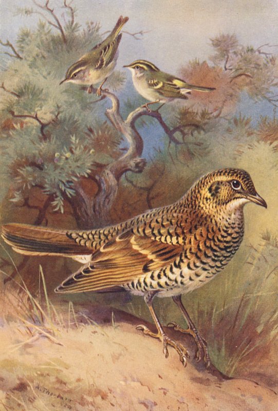 Yellow-Browed Warbler, Pallas